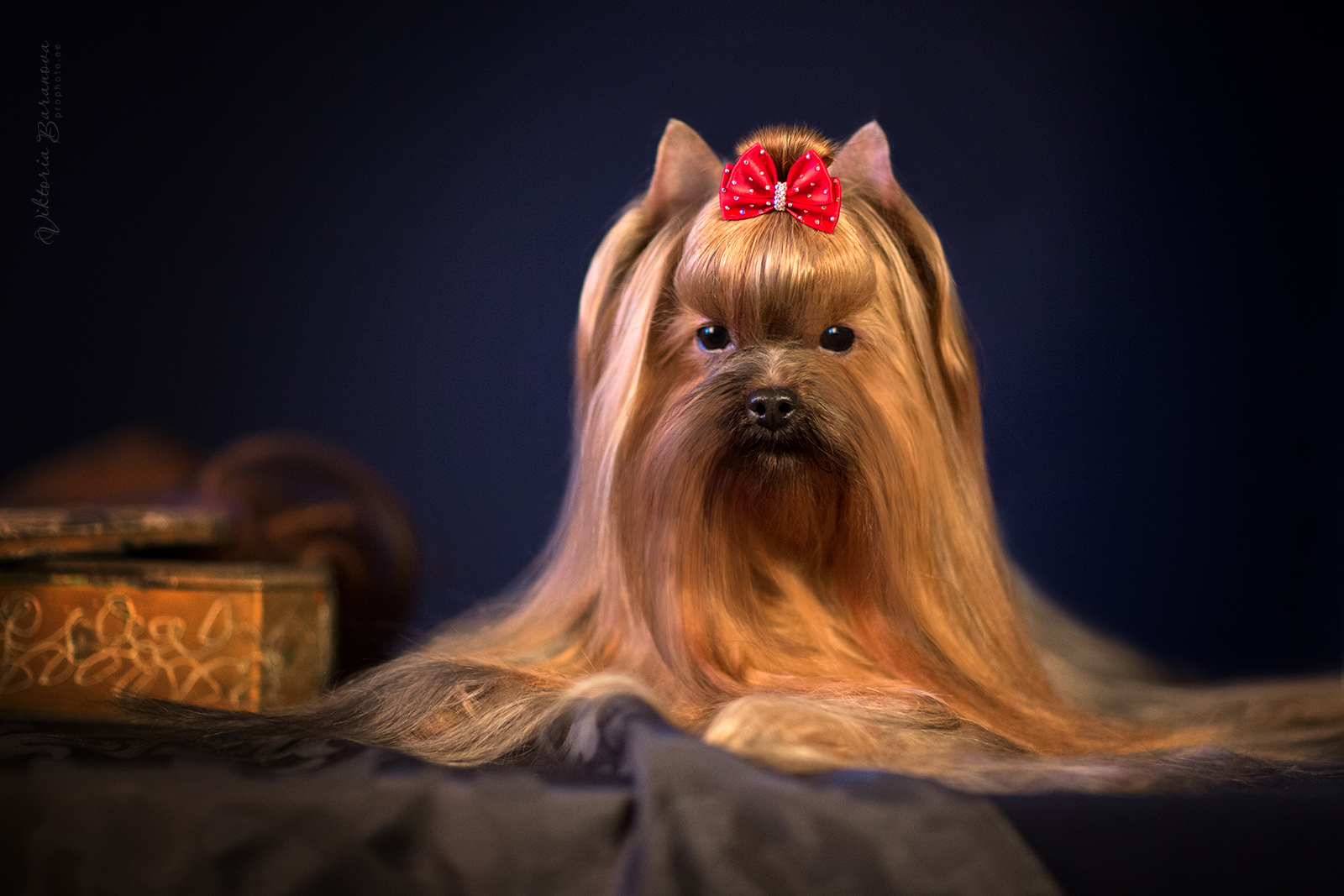  LOYA ABIGAYL VIKTORI &mdash; Labaza DogPedigree YorkshireTerrier
